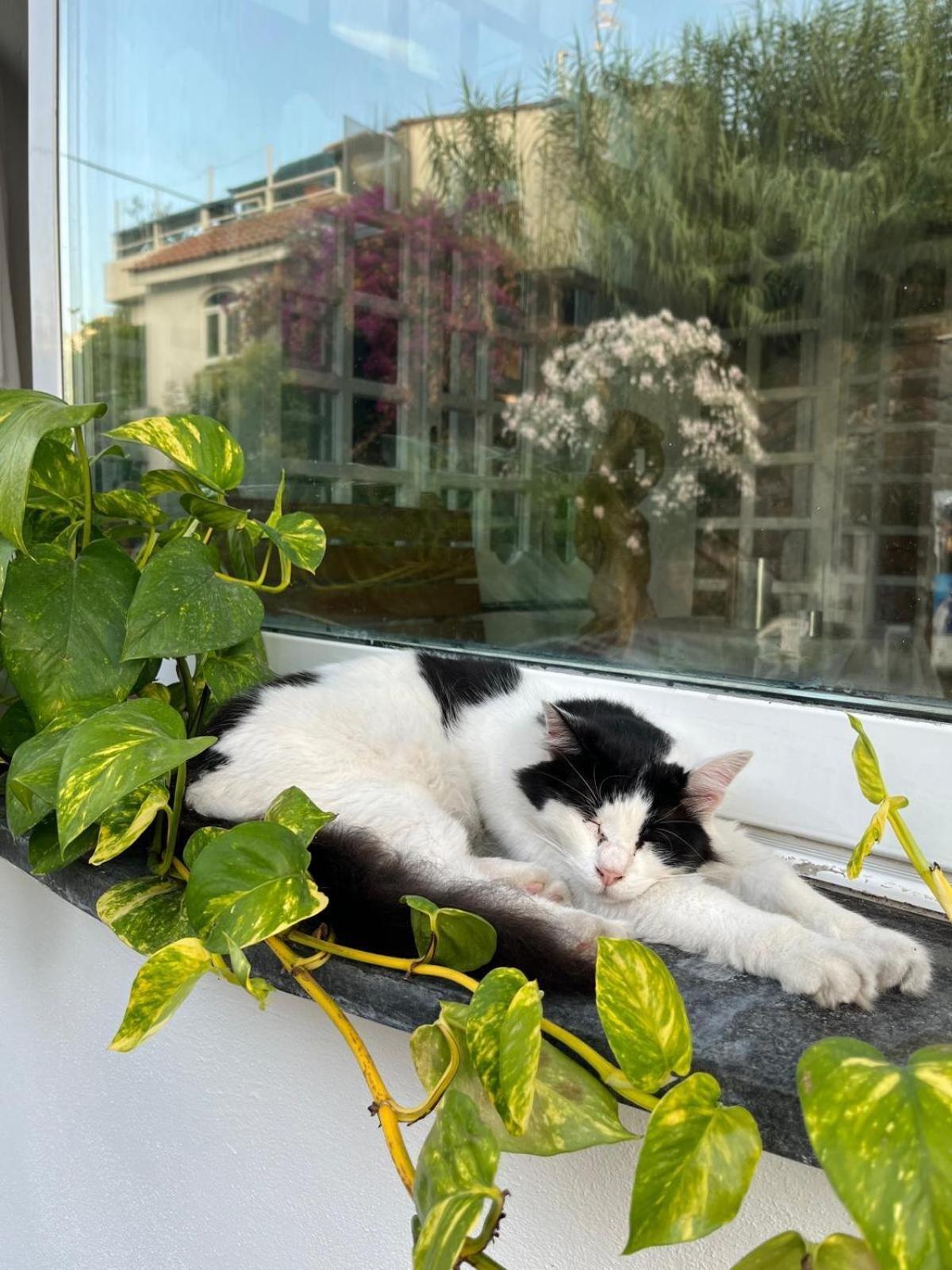 Hotel La Maggioressa Casamicciola Terme ภายนอก รูปภาพ